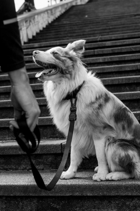 ZEE DOG Smycz Dla Psa Gotham XS